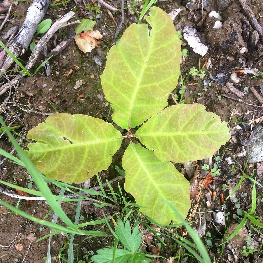 Into the Woods: Forest Stewardship